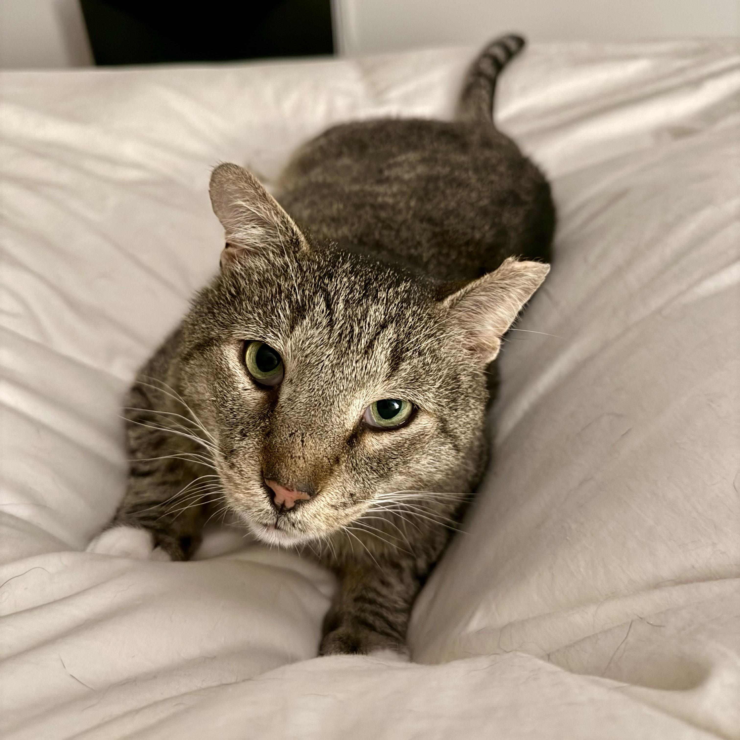 Enlarge Papa Dew, a ADOPTABLE Domestic Short Hair in BROOKLYN, NY image 5/6