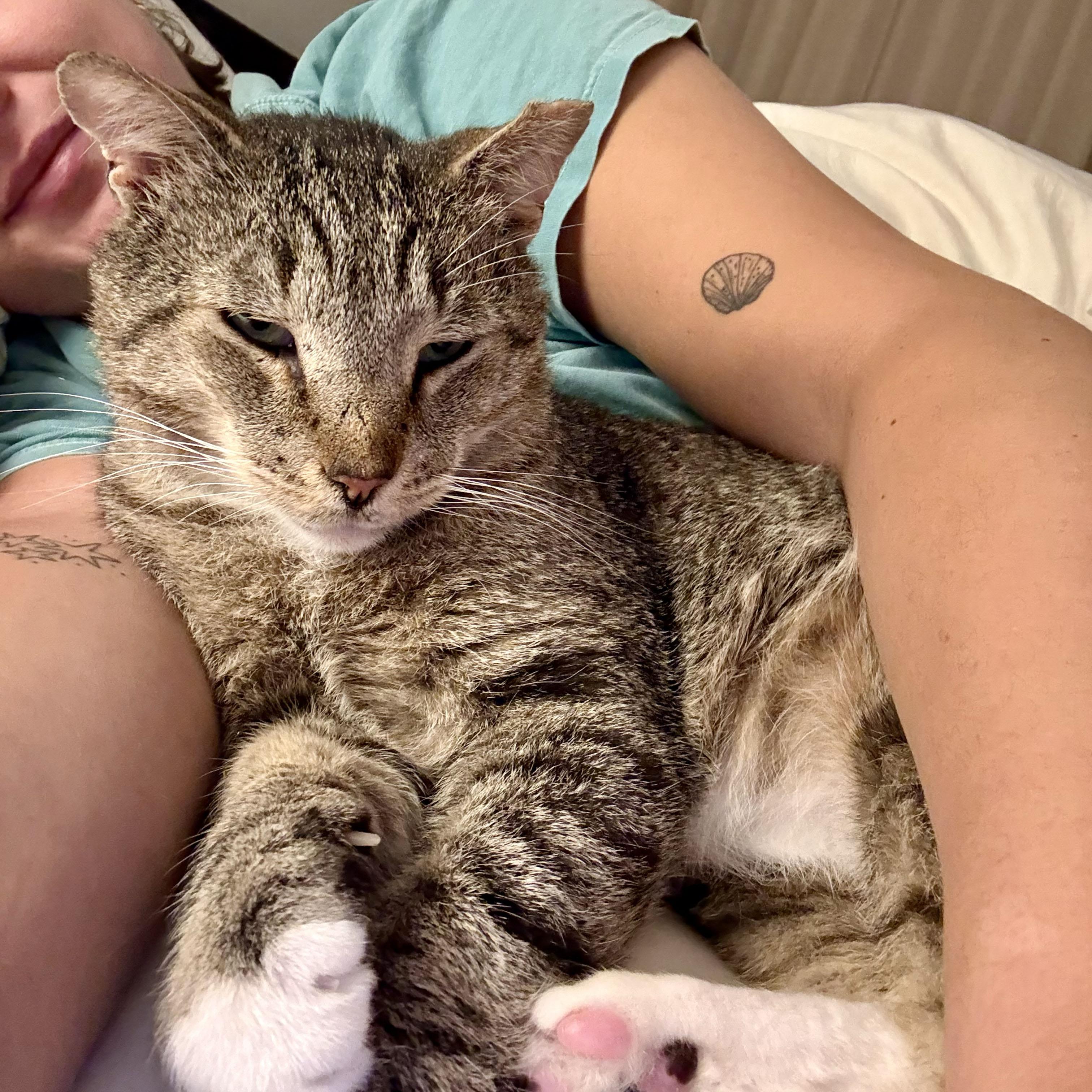 Enlarge Papa Dew, a ADOPTABLE Domestic Short Hair in BROOKLYN, NY image 6/6