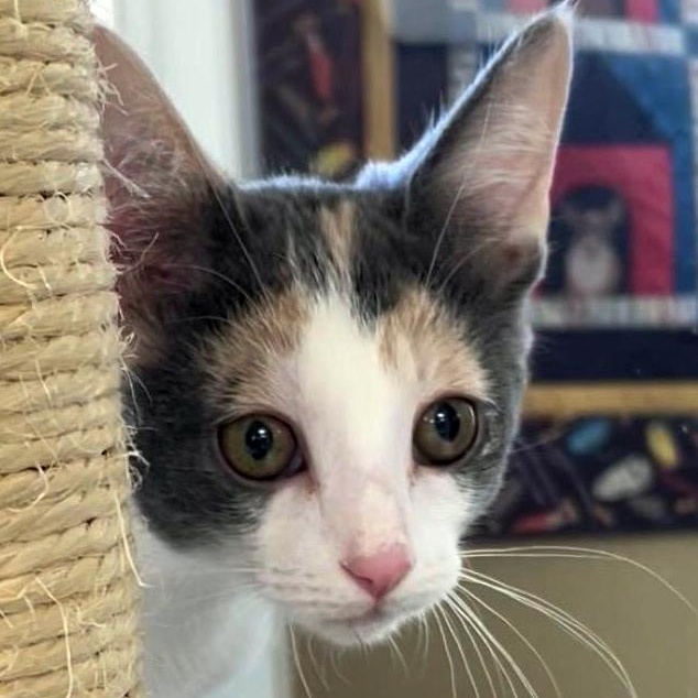 Laverne, Adoptable, Kitten Female Dilute Calico.