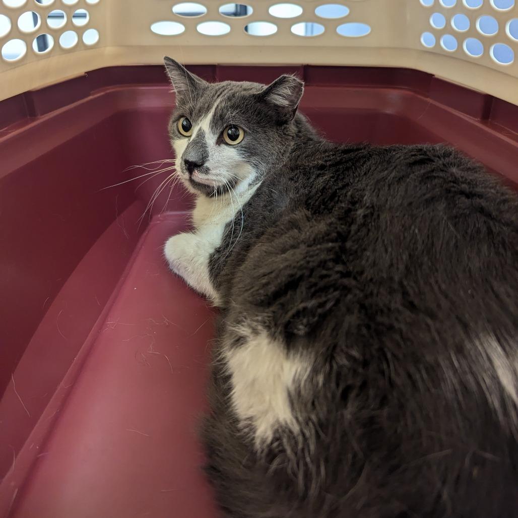 Papa, Adoptable, Adult Male Domestic Short Hair.