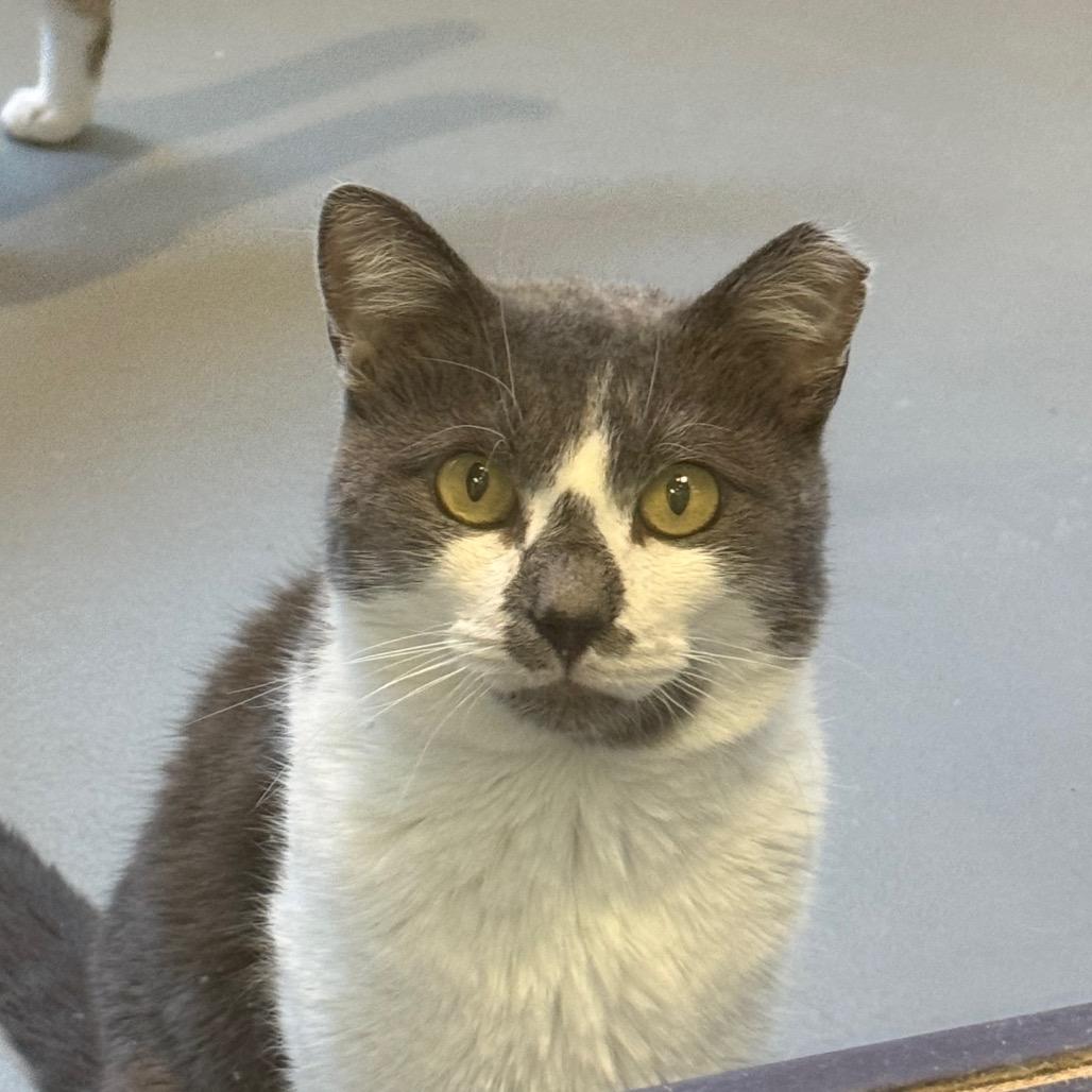 Papa, a Adoptable Domestic Short Hair in Charlottesville, VA image 2/4