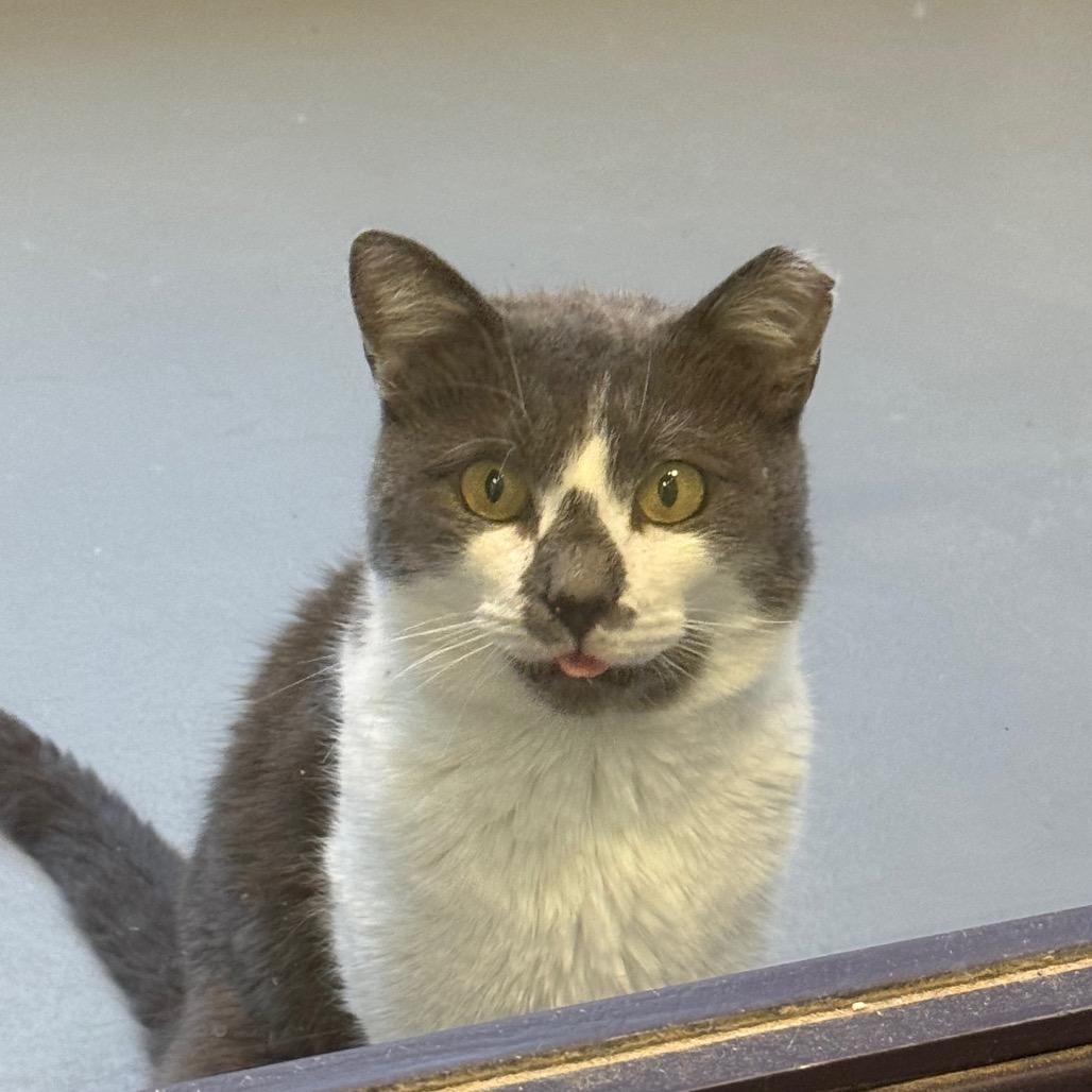 Papa, a Adoptable Domestic Short Hair in Charlottesville, VA image 3/4