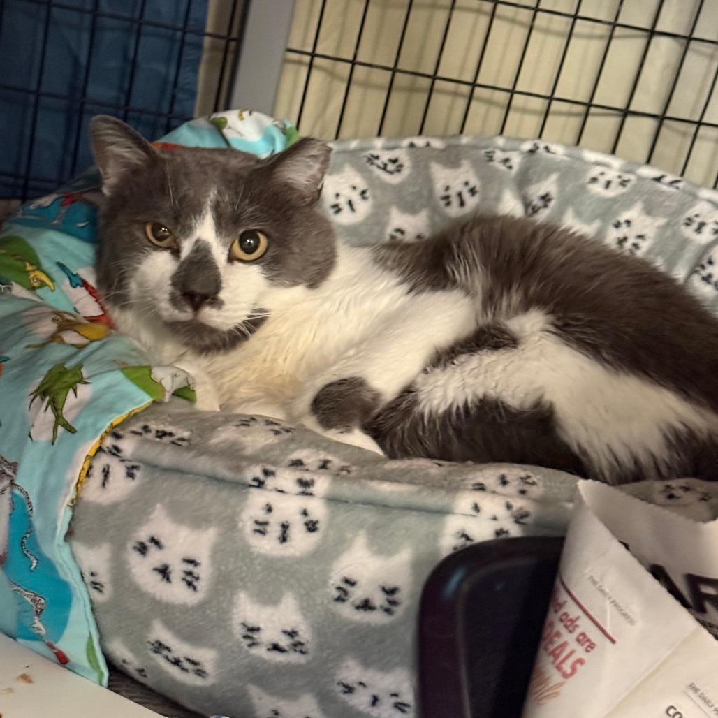 Papa, a Adoptable Domestic Short Hair in Charlottesville, VA image 2/2