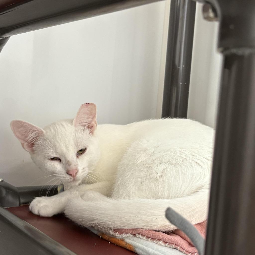 Dusty, Adoptable, Young Female Domestic Short Hair.