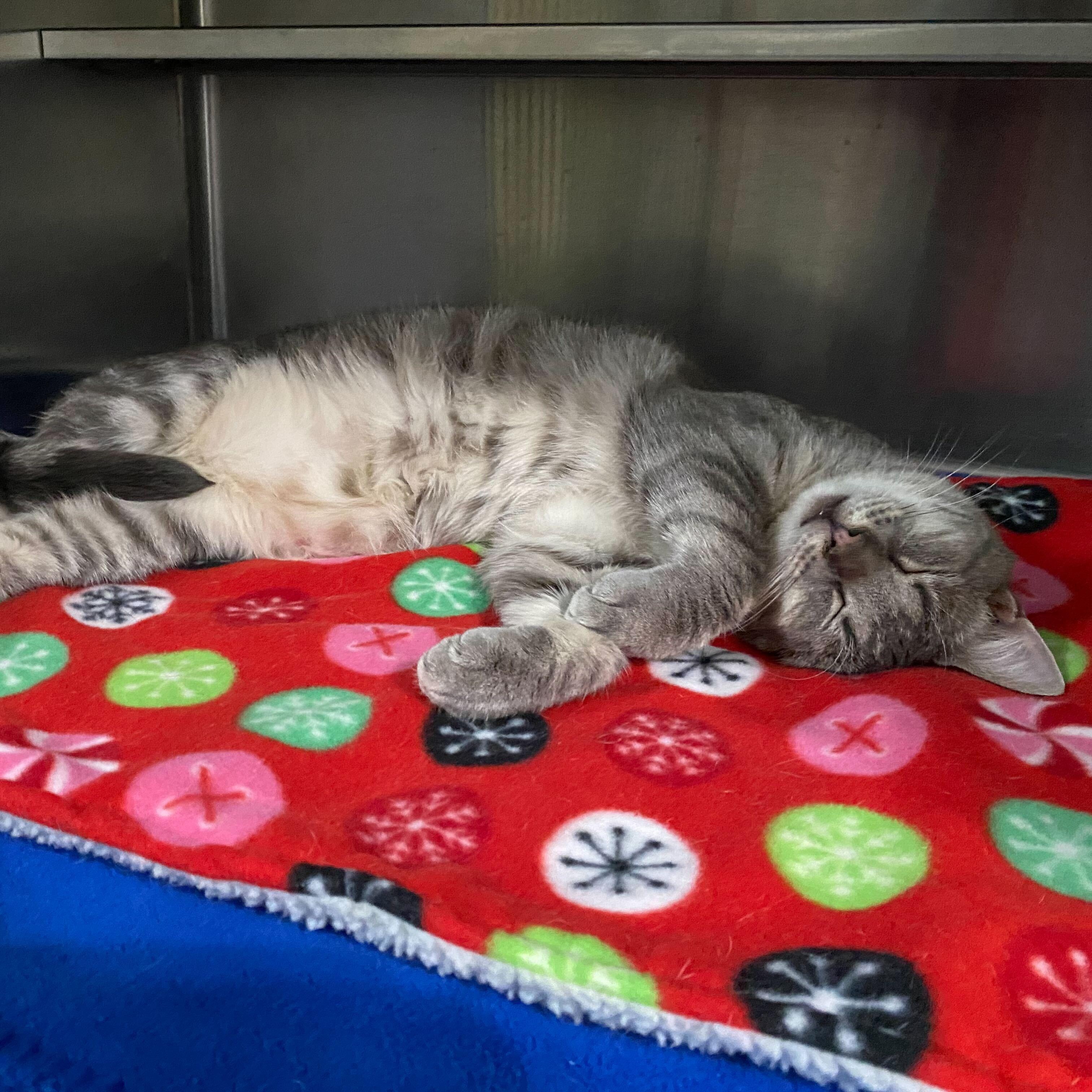 Chubby (bonded to Spongebob)