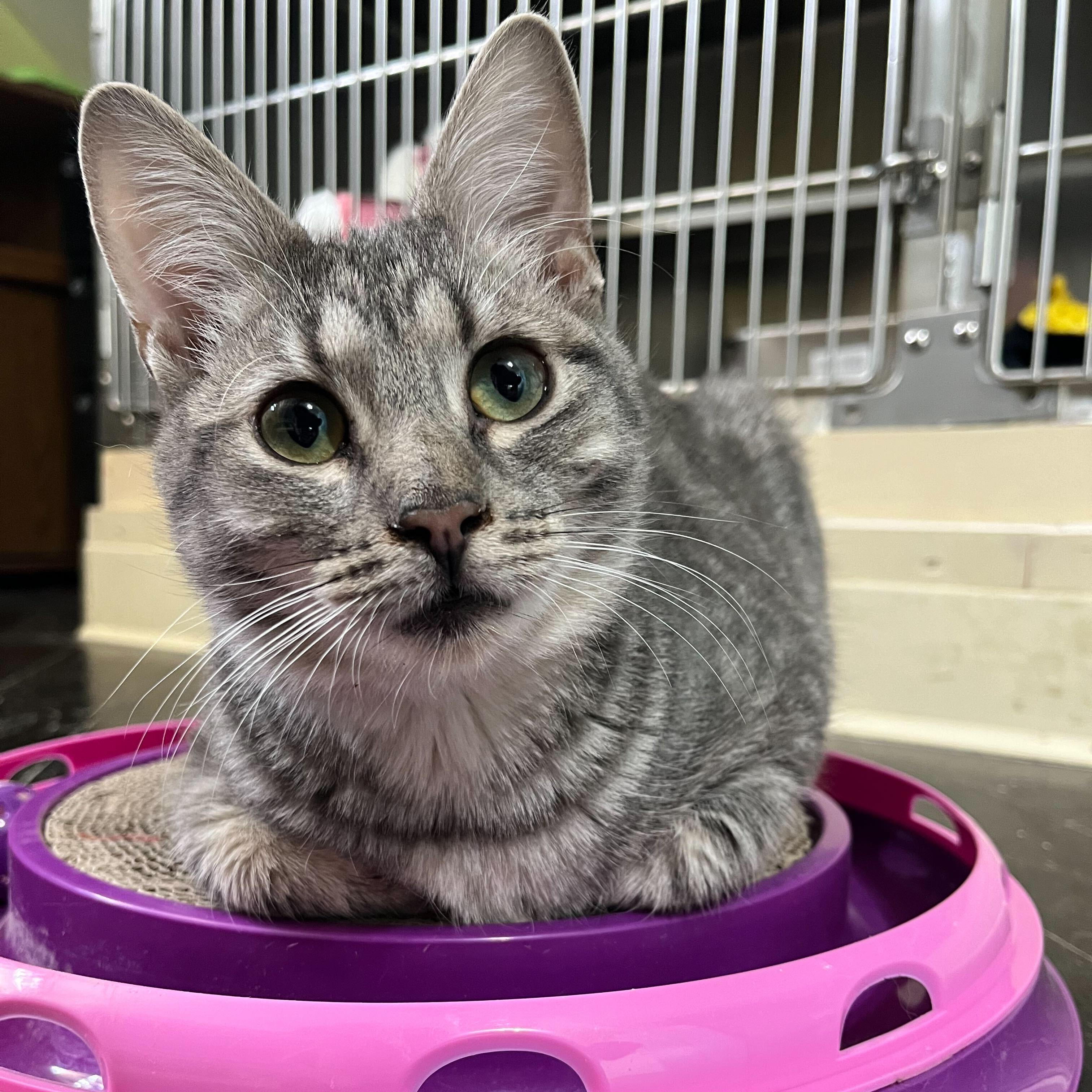 Chubby (bonded to Spongebob), Adoptable, Young Male Domestic Short Hair.