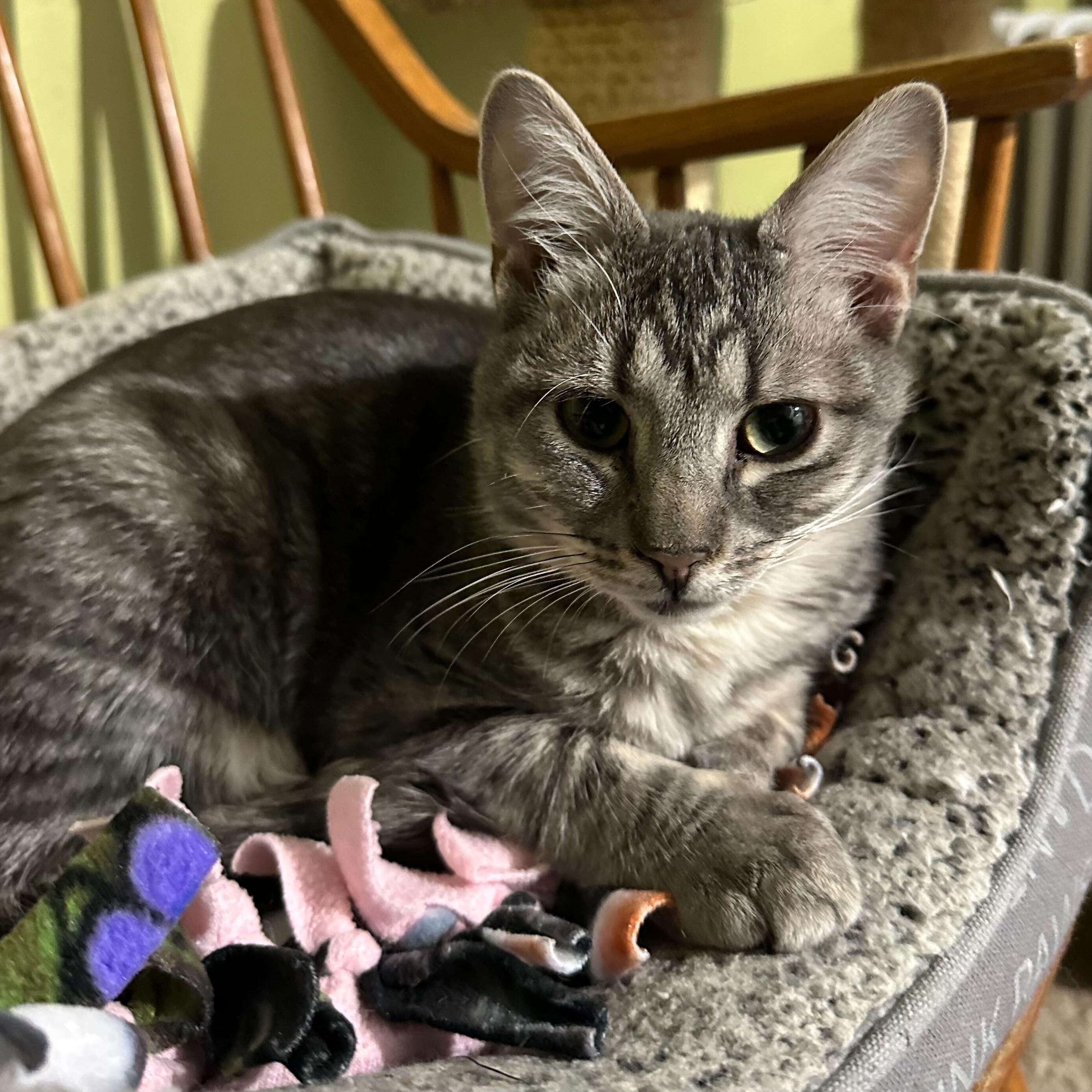 Chubby (bonded to Spongebob)