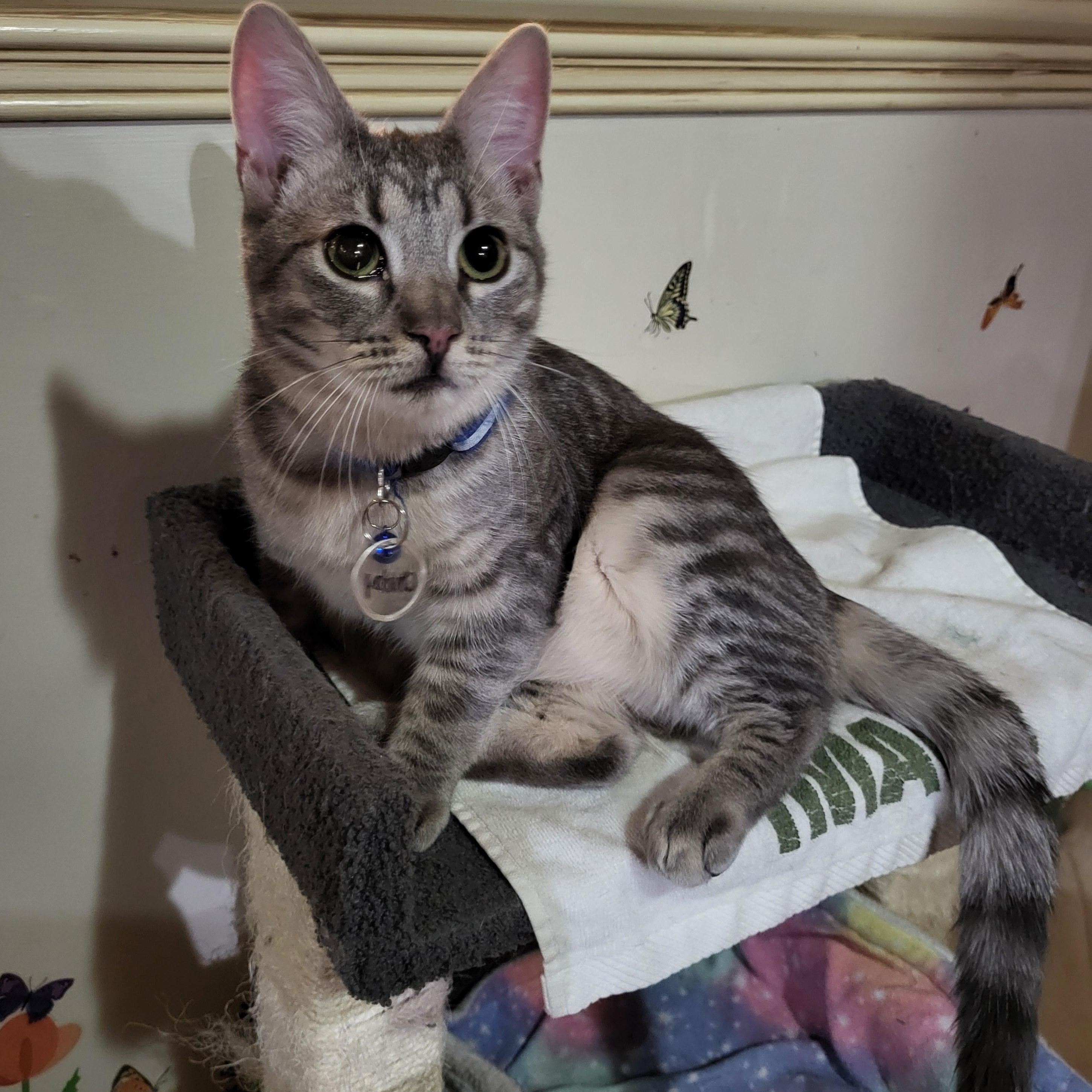 Chubby (bonded to Spongebob)