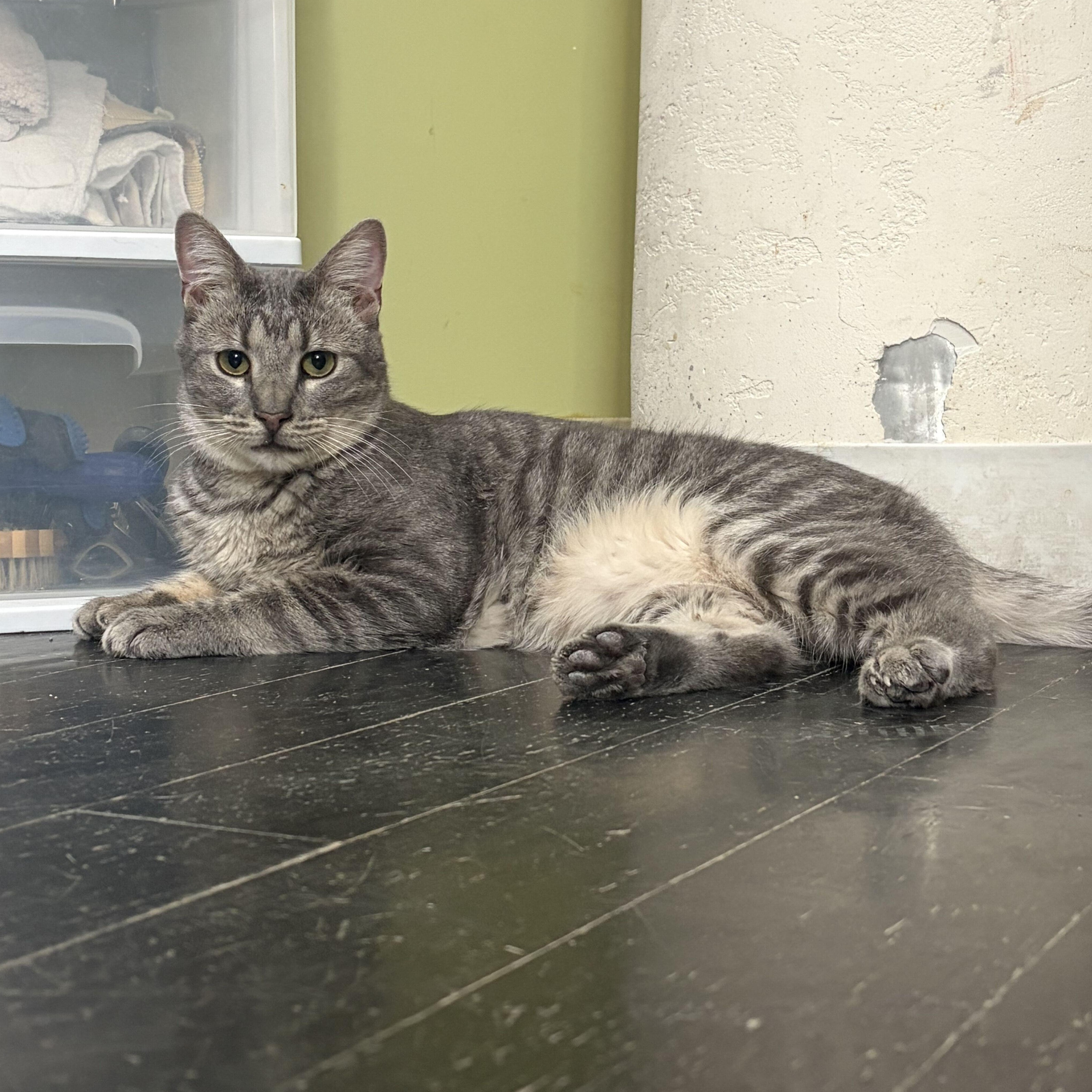 Enlarge Chubby (bonded to Spongebob), a Adoptable Domestic Short Hair in East Brunswick, NJ image 2/6