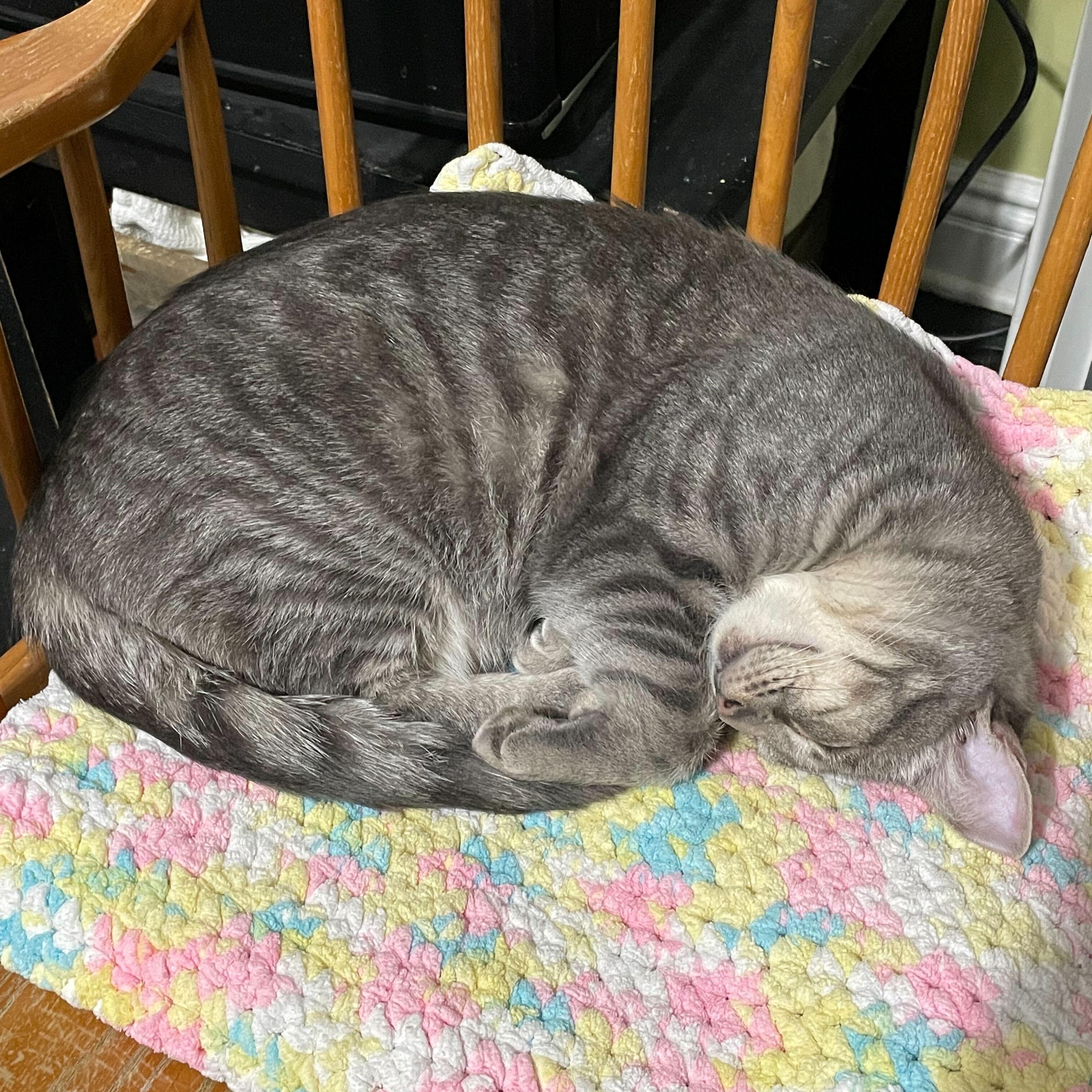 Chubby (bonded to Spongebob)