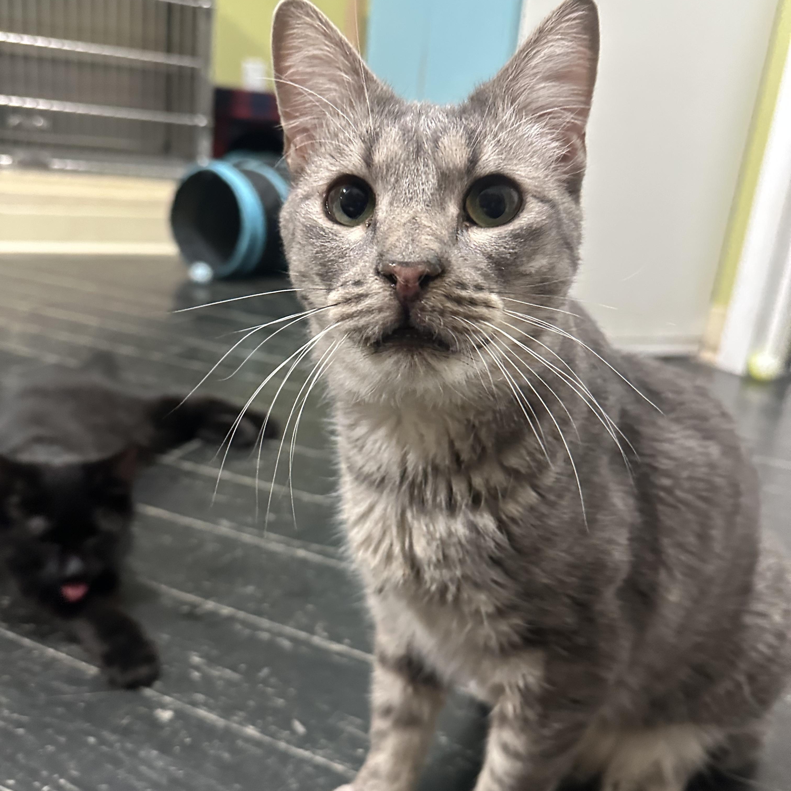 Chubby (bonded to Spongebob), Adoptable, Young Male Domestic Short Hair.