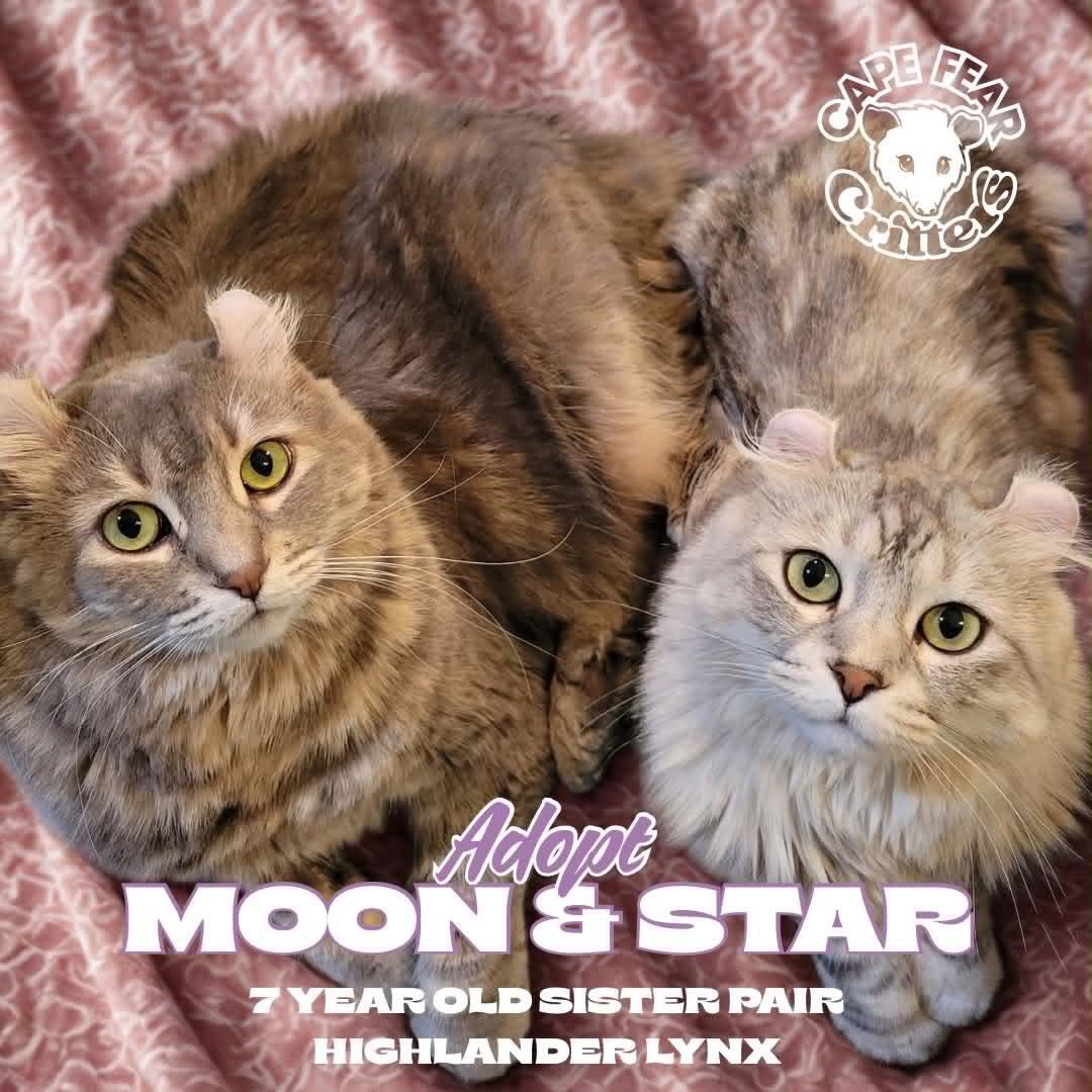 Moon & Star, ADOPTABLE, Adult Female Highland Fold.