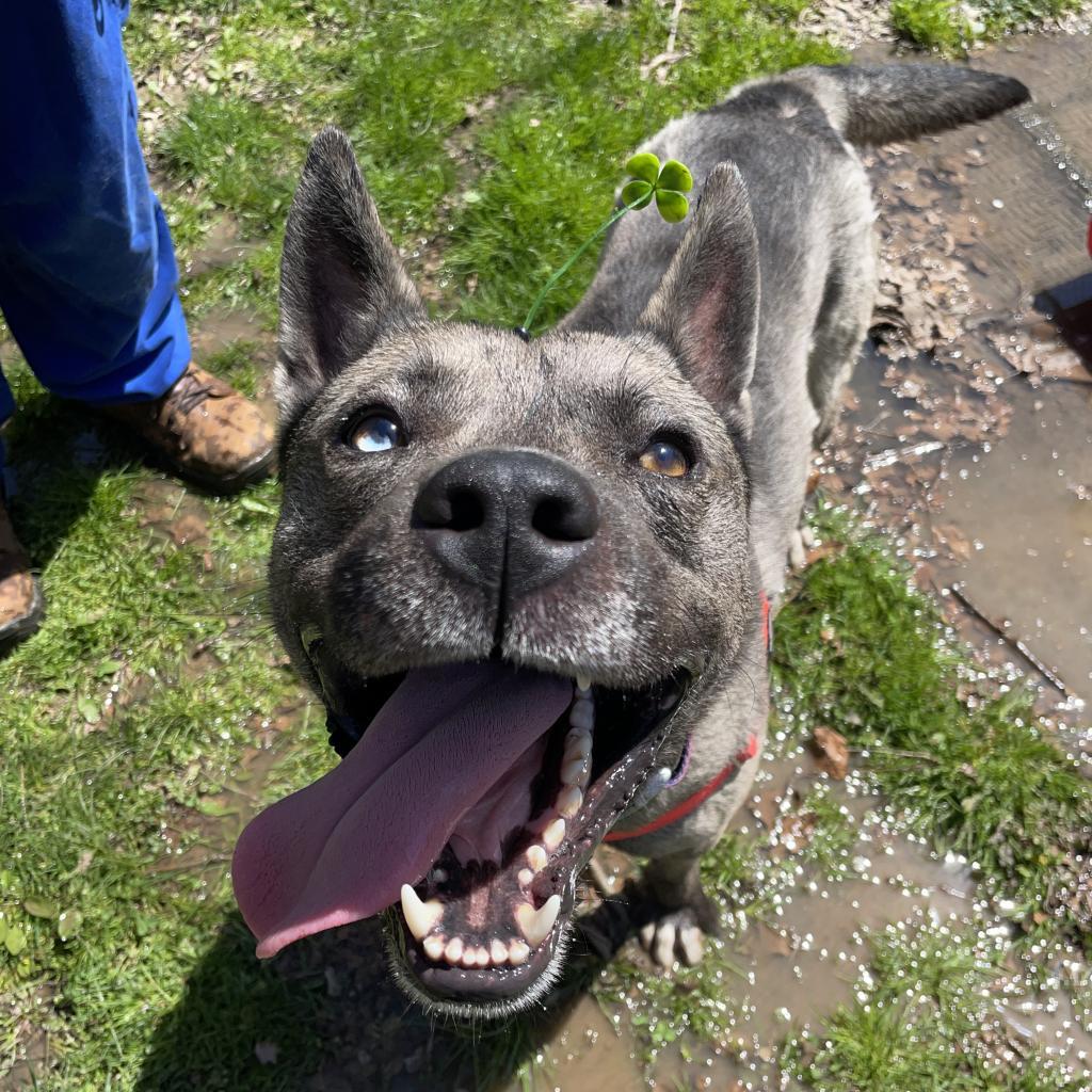 Schultz, Adoptable, Adult Male Mixed Breed.