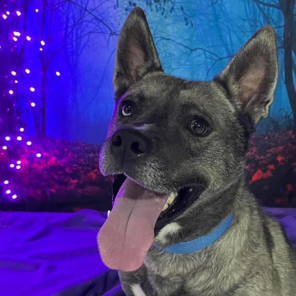 Enlarge Schultz, a Adoptable Mixed Breed in Pittsburgh, PA image 2/6