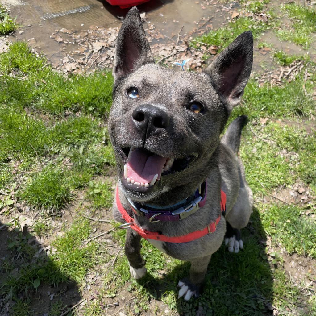 Enlarge Schultz, a Adoptable Mixed Breed in Pittsburgh, PA image 3/6