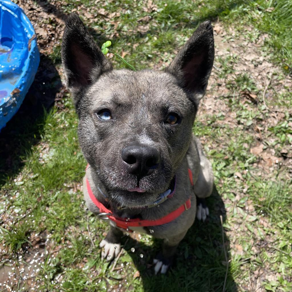 Schultz, Adoptable, Adult Male Mixed Breed.