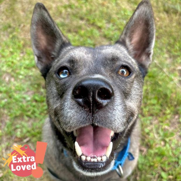 Enlarge Schultz, a Adoptable Mixed Breed in Pittsburgh, PA image 6/6