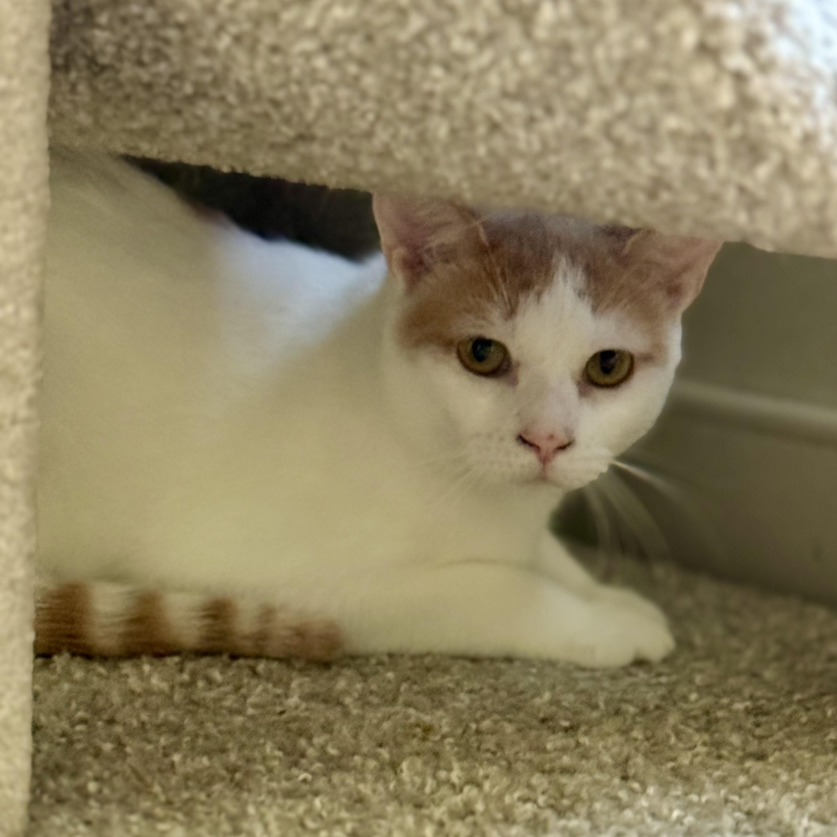 Orange Peel, a Adoptable Domestic Short Hair in Richmond, VA image 1/2