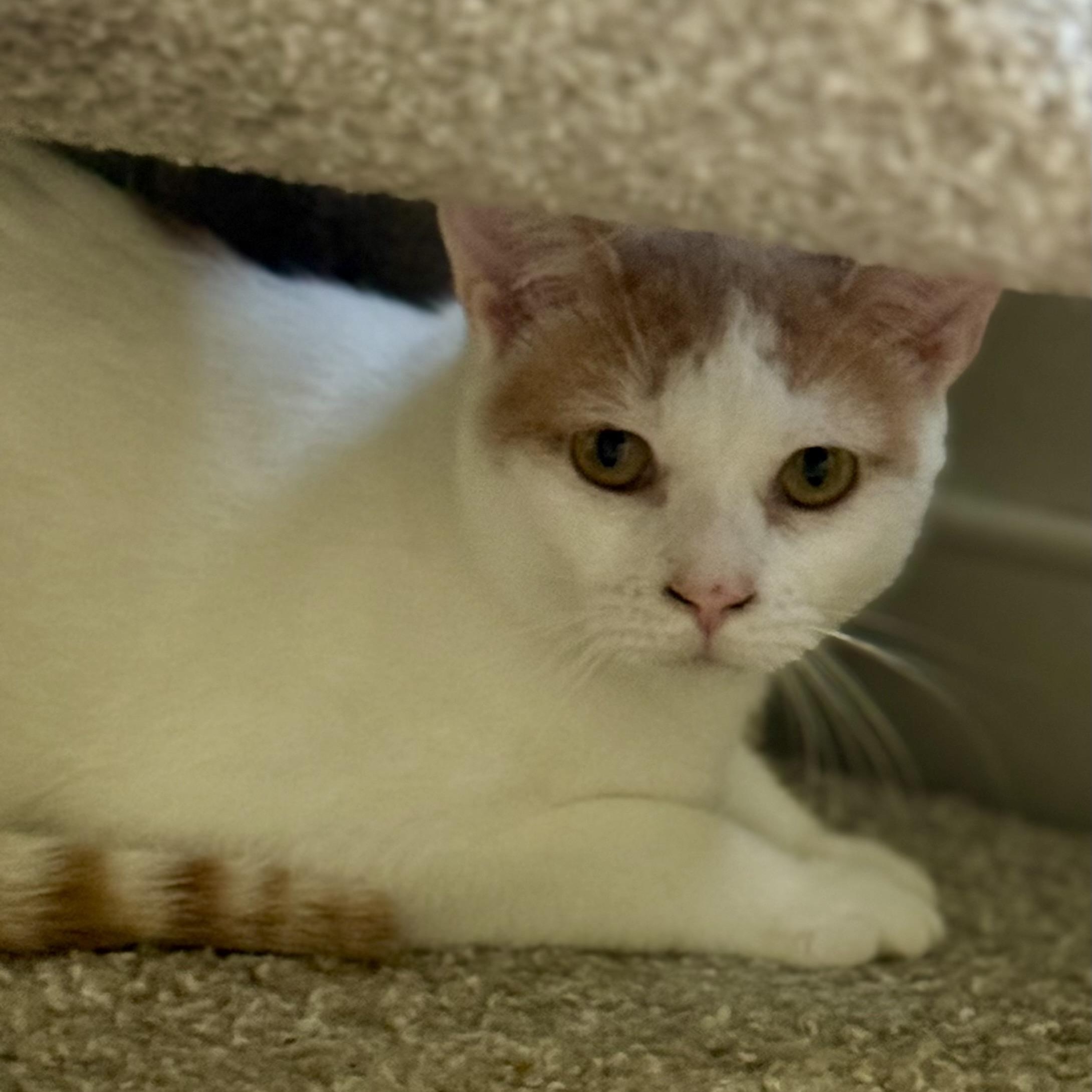Orange Peel, a Adoptable Domestic Short Hair in Richmond, VA image 2/2