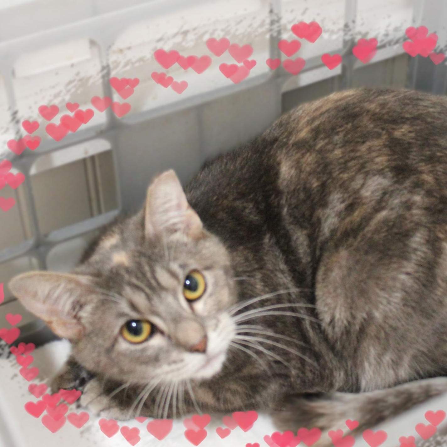 Enlarge Audrey, a ADOPTABLE Dilute Tortoiseshell in Amelia, OH image 1/1