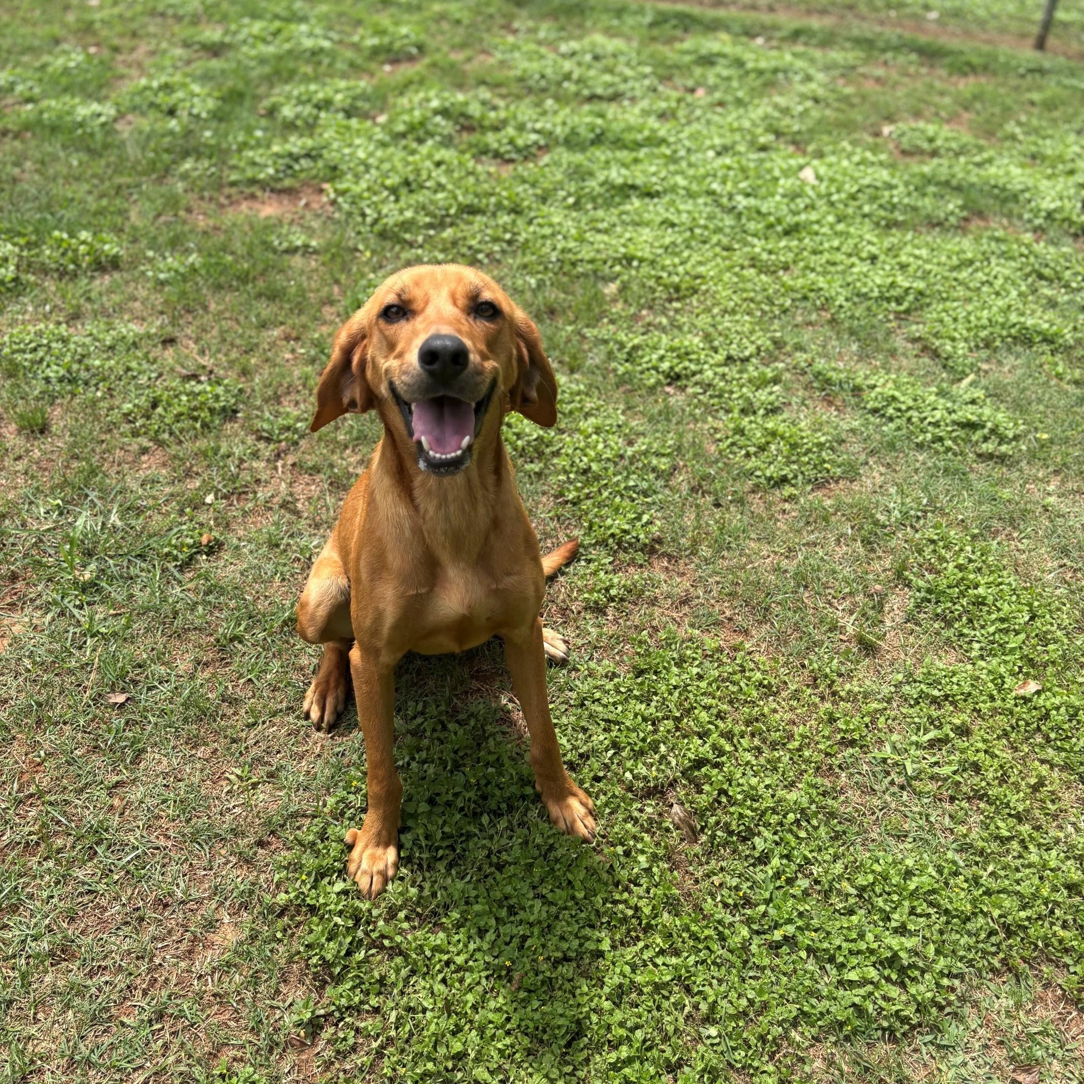 Enlarge Margo, a ADOPTABLE mixed breed in Summerdale, AL image 1/1