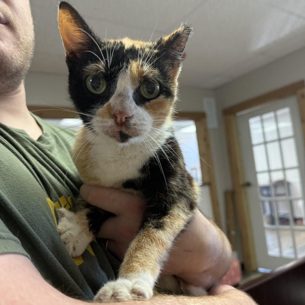 Enlarge Rory, a Adoptable Domestic Short Hair in Bloomington, IL image 1/2