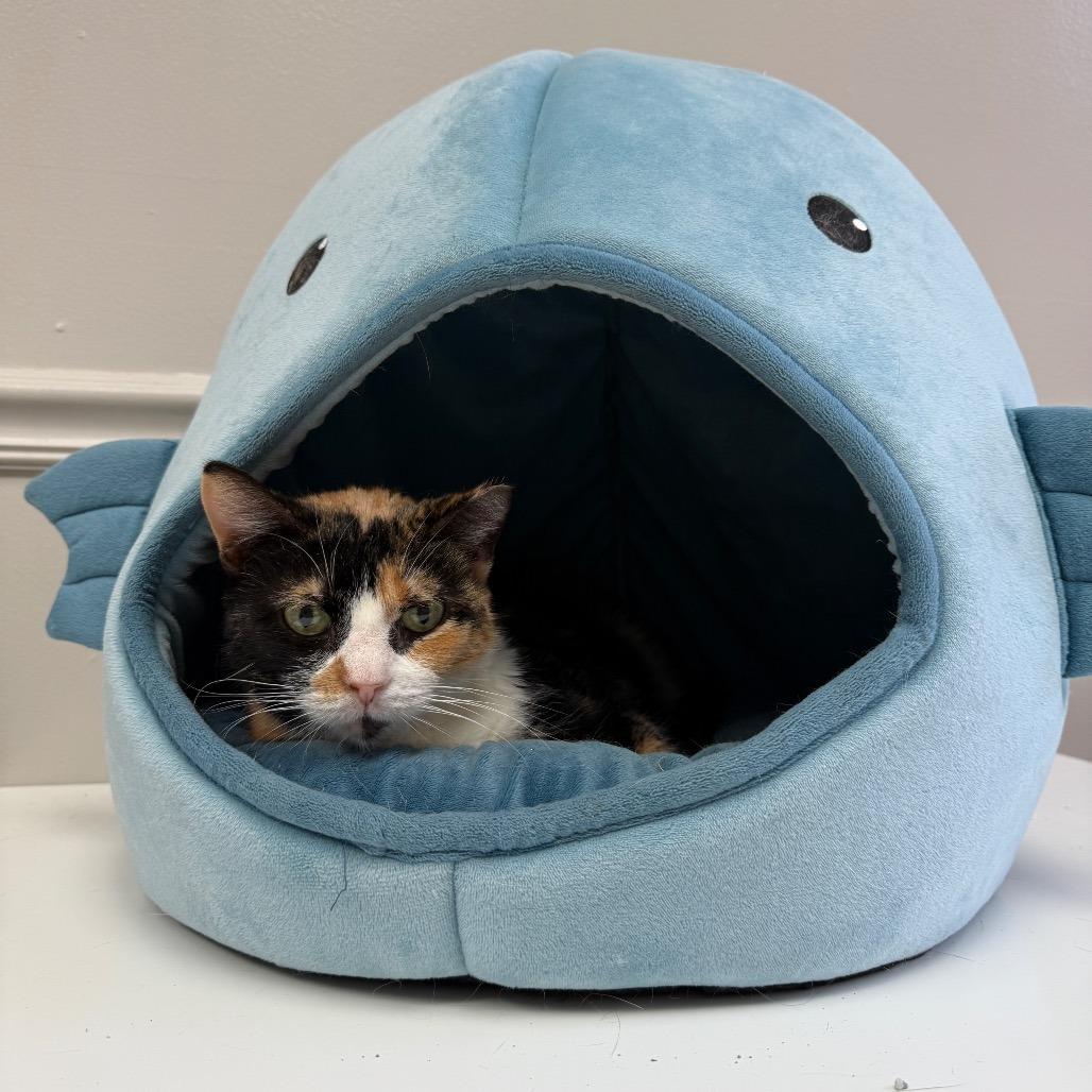 Enlarge Rory, a Adoptable Domestic Short Hair in Bloomington, IL image 2/2