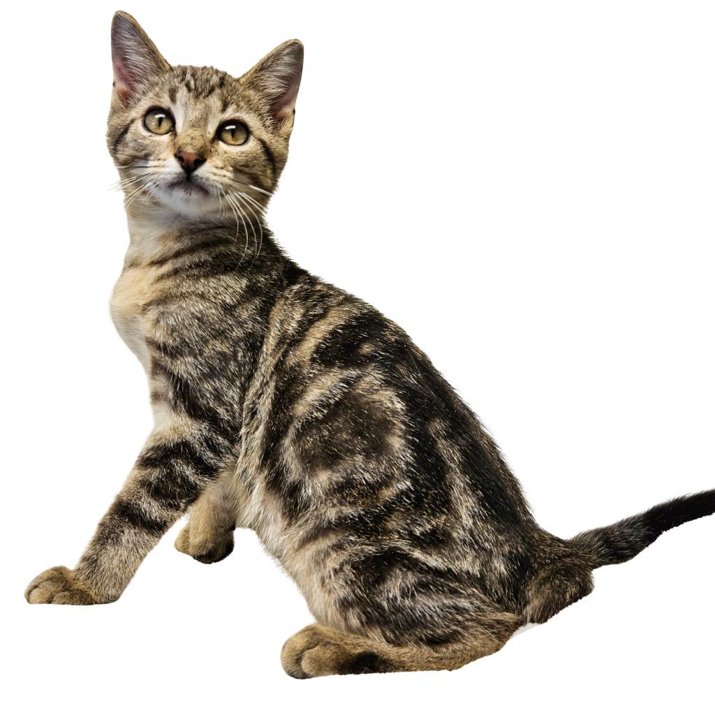 Orbit, Adoptable, Kitten Male Domestic Short Hair.