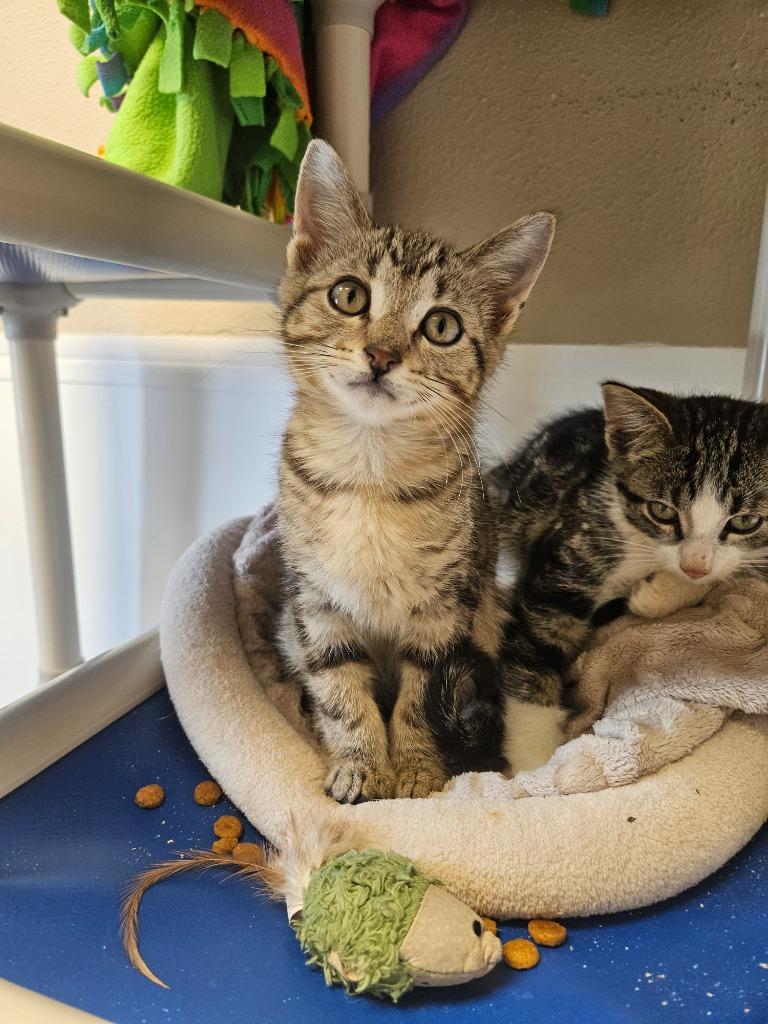 Orbit, Adoptable, Kitten Male Domestic Short Hair.