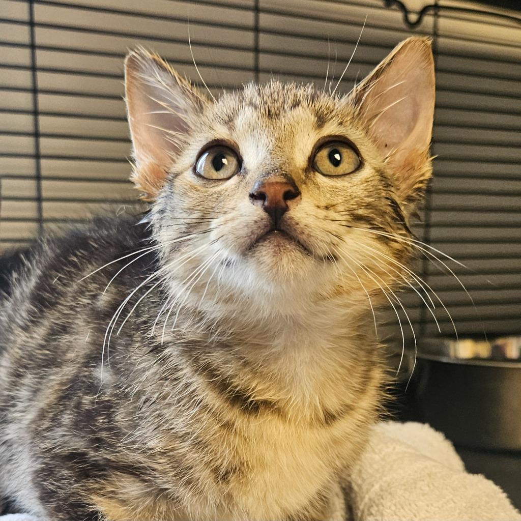 Orbit, a Adoptable mixed breed in Barron, WI image 3/3