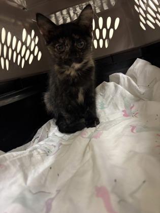 Palm, Adopted, Kitten Female Domestic Short Hair.