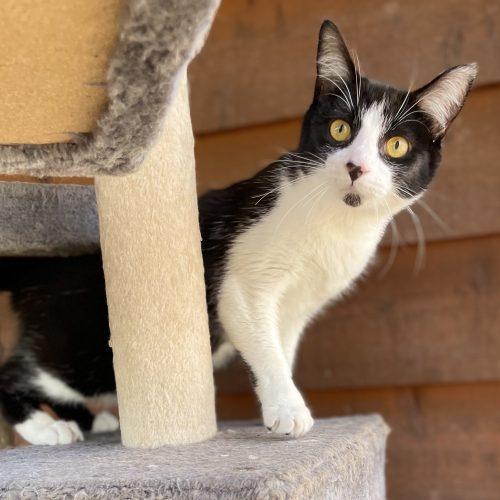 Dug, Adoptable, Young Male Tuxedo & Domestic Short Hair.