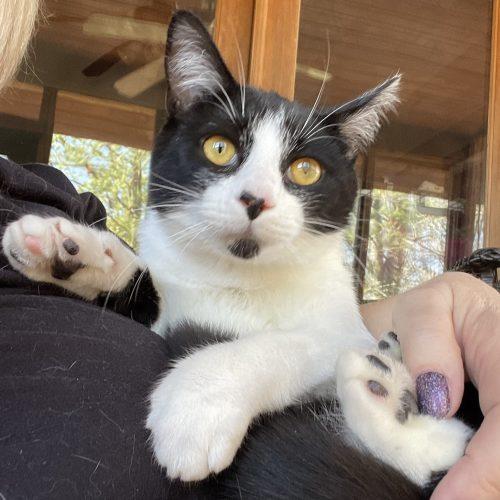 Enlarge Dug, a Adoptable mixed breed in Knoxville, TN image 2/5