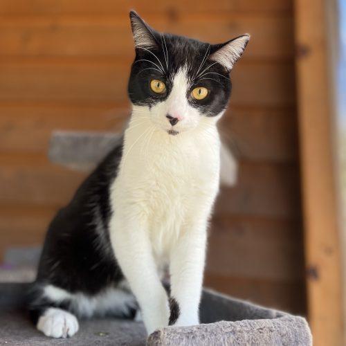 Enlarge Dug, a Adoptable mixed breed in Knoxville, TN image 3/5