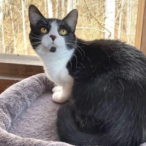 Enlarge Dug, a Adoptable mixed breed in Knoxville, TN image 4/5