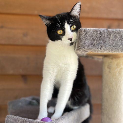 Enlarge Dug, a Adoptable mixed breed in Knoxville, TN image 5/5