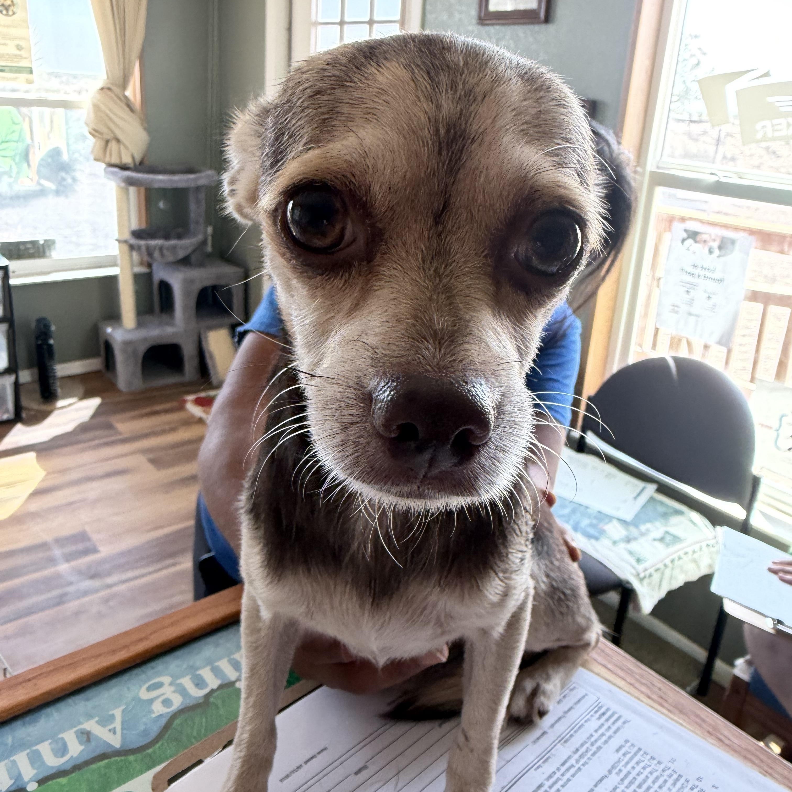 Enlarge Snickers, an adopted Chihuahua in Deming, NM image 1/1