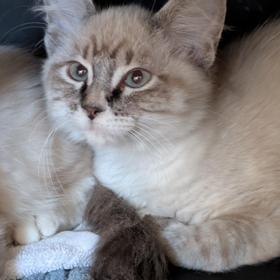 Enzo, adopted, Kitten Male Siamese & Snowshoe.