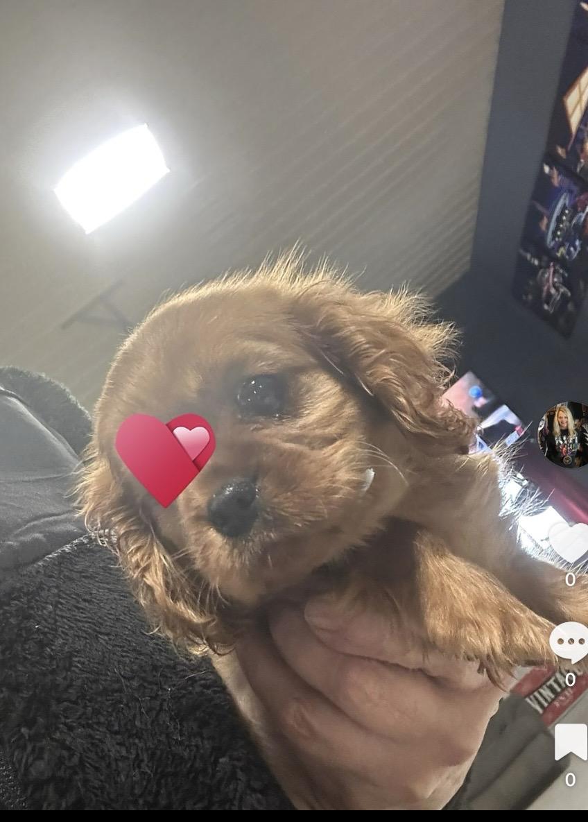 Enlarge Lovie.  Ready in February/March ? , a Adoptable Cavalier King Charles Spaniel in Antwerp, OH image 1/1