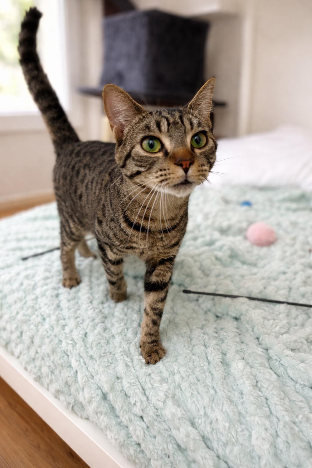 Eli =^.^=, adopted, Young Male Domestic Short Hair.