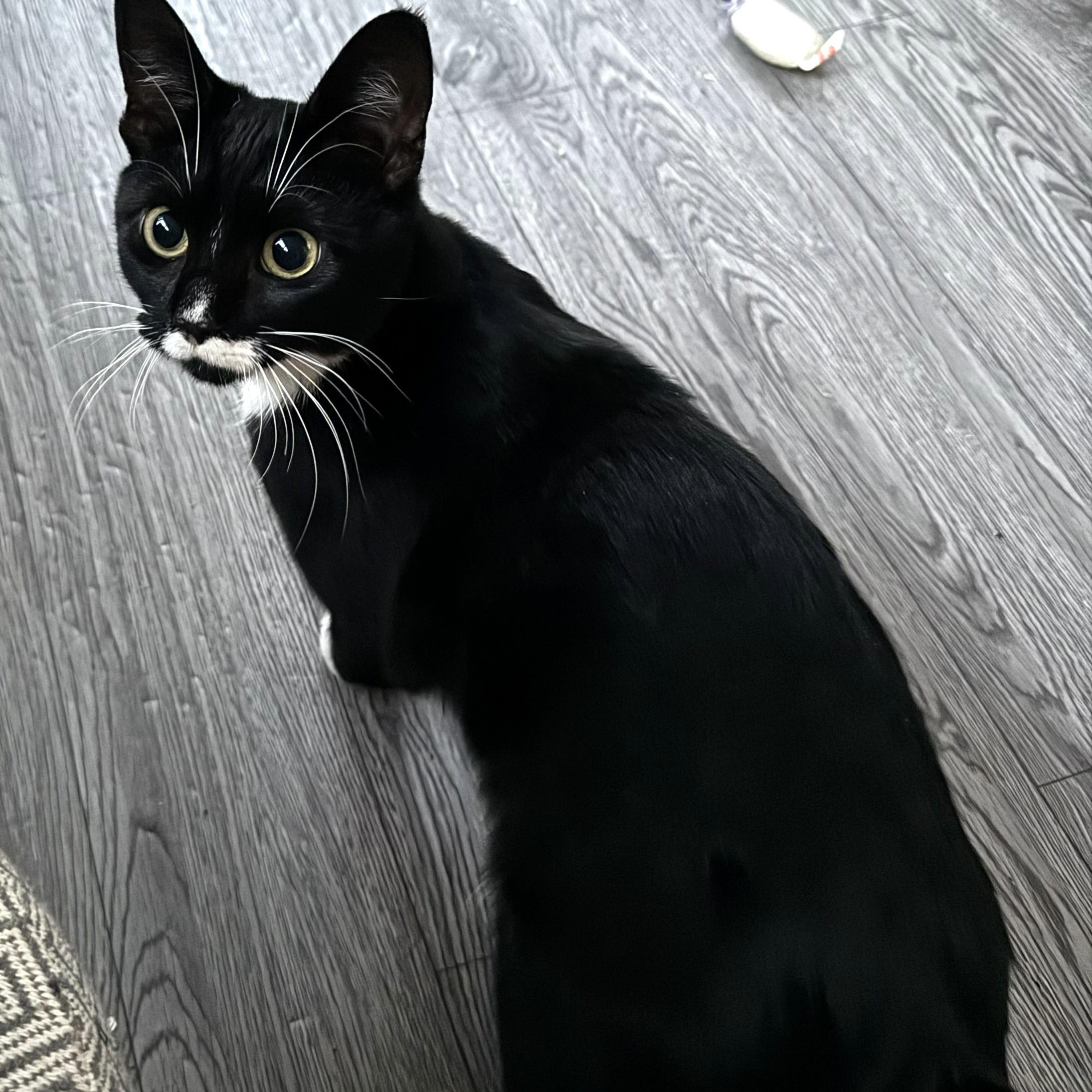 Enlarge Dollface, a ADOPTABLE Domestic Short Hair in West Orange, NJ image 2/2