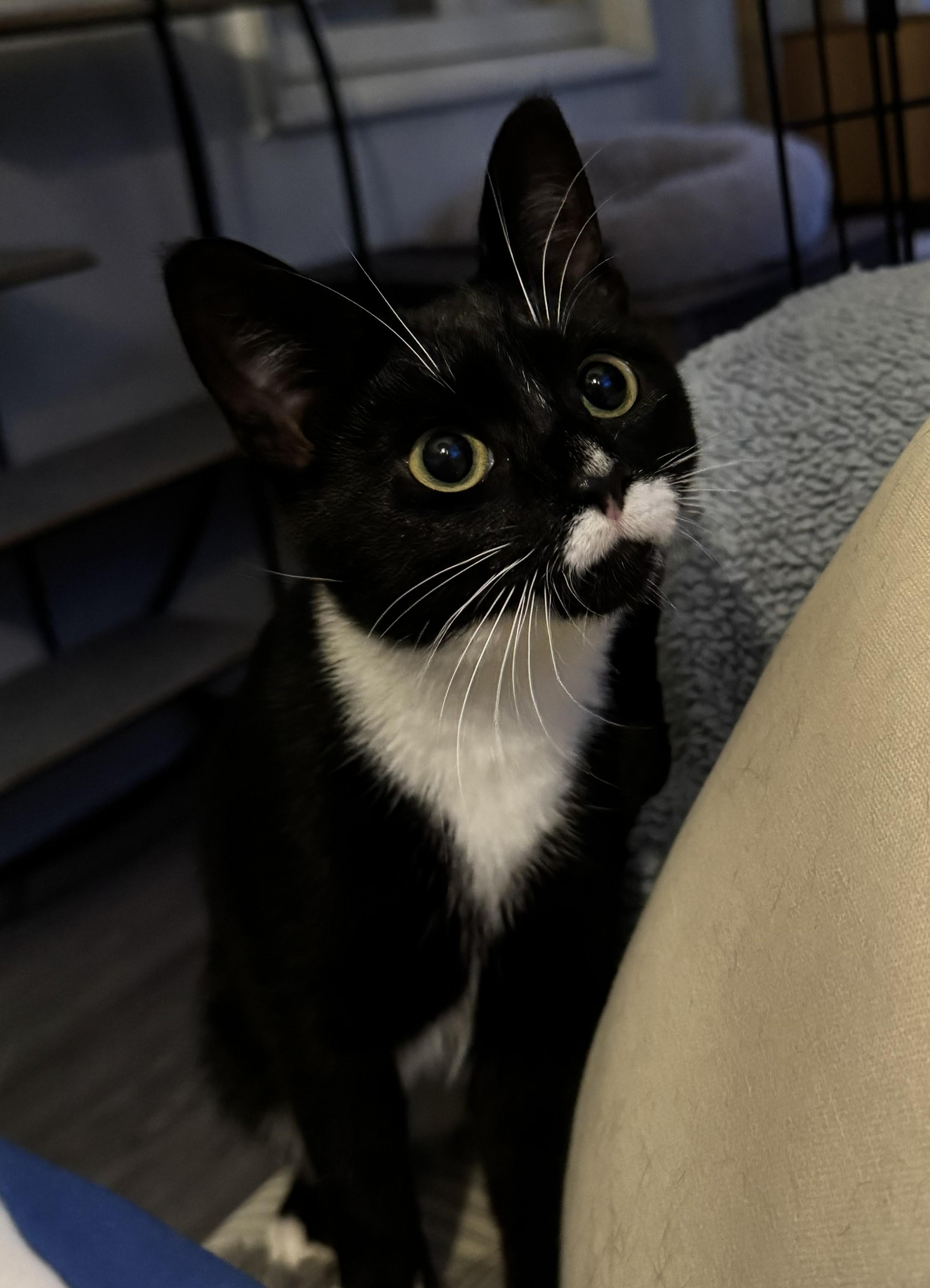 Dollface, ADOPTABLE, Young Female Domestic Short Hair.