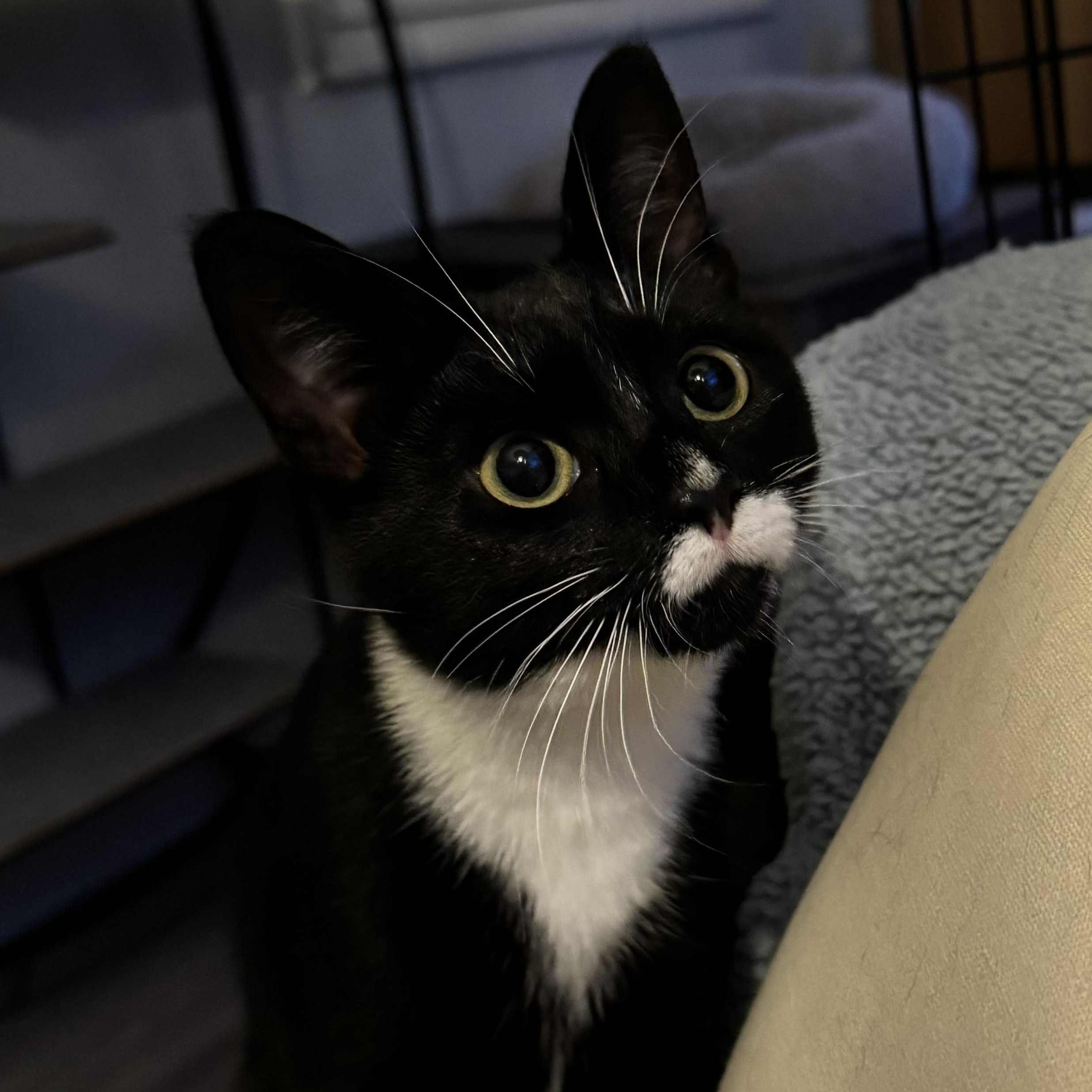 Enlarge Dollface, a ADOPTABLE Domestic Short Hair in West Orange, NJ image 1/2