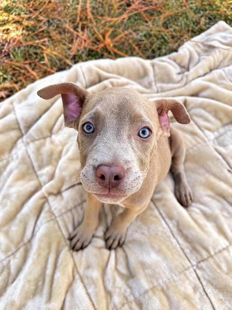 Enlarge McNugget (2026), a Adoptable mixed breed in Wenonah, NJ image 2/2