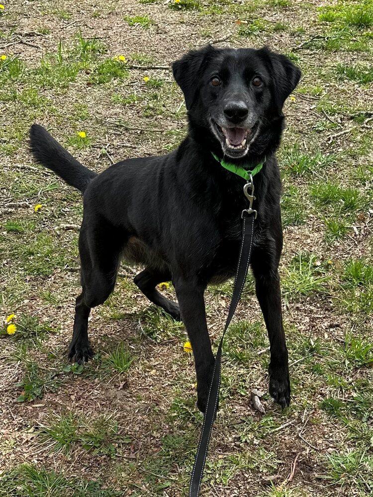 Blackie, Adoptable, Adult Female Mixed Breed.