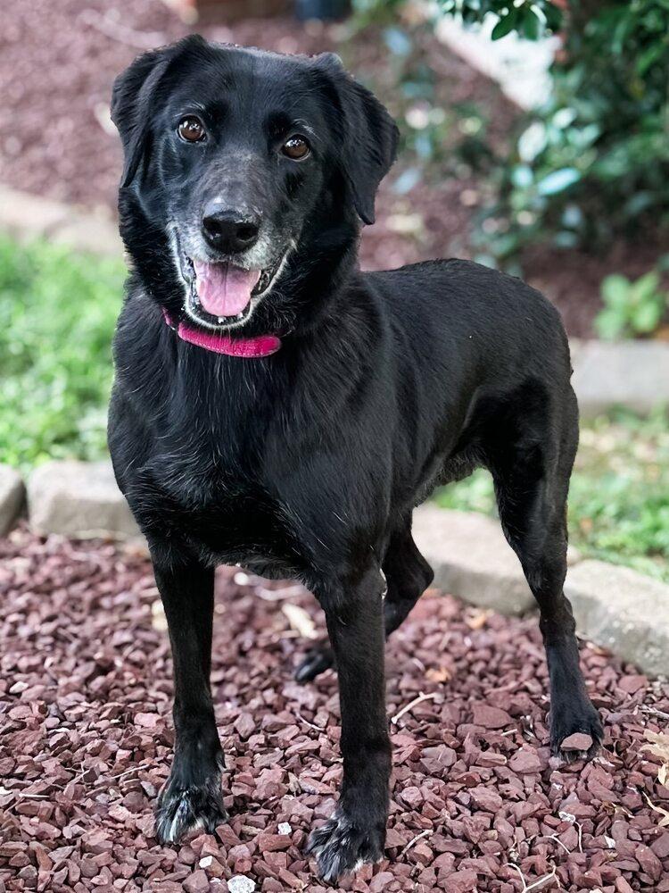 Enlarge Blackie, a Adoptable mixed breed in Milton, DE image 2/6
