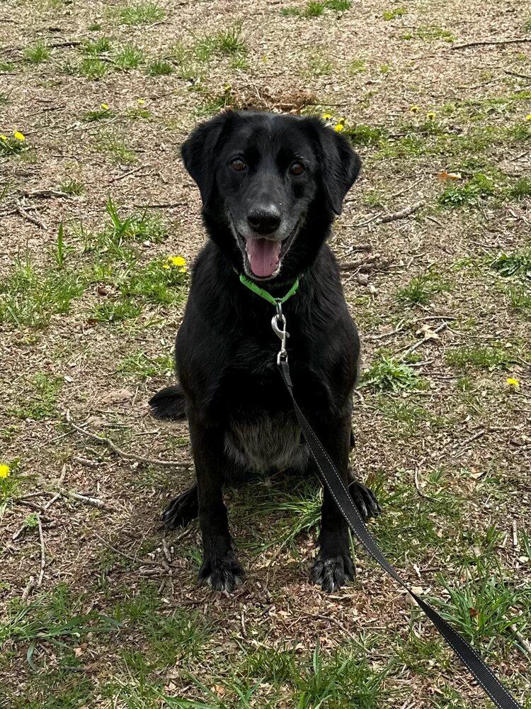 Enlarge Blackie, a Adoptable mixed breed in Milton, DE image 3/6