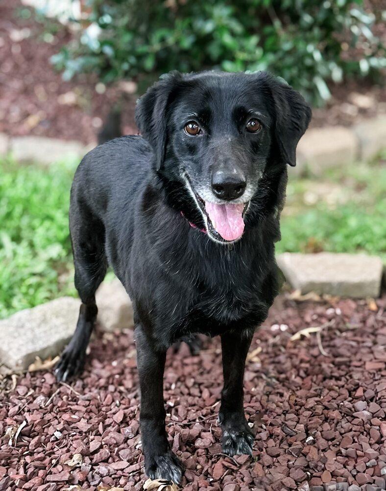 Enlarge Blackie, a Adoptable mixed breed in Milton, DE image 4/6