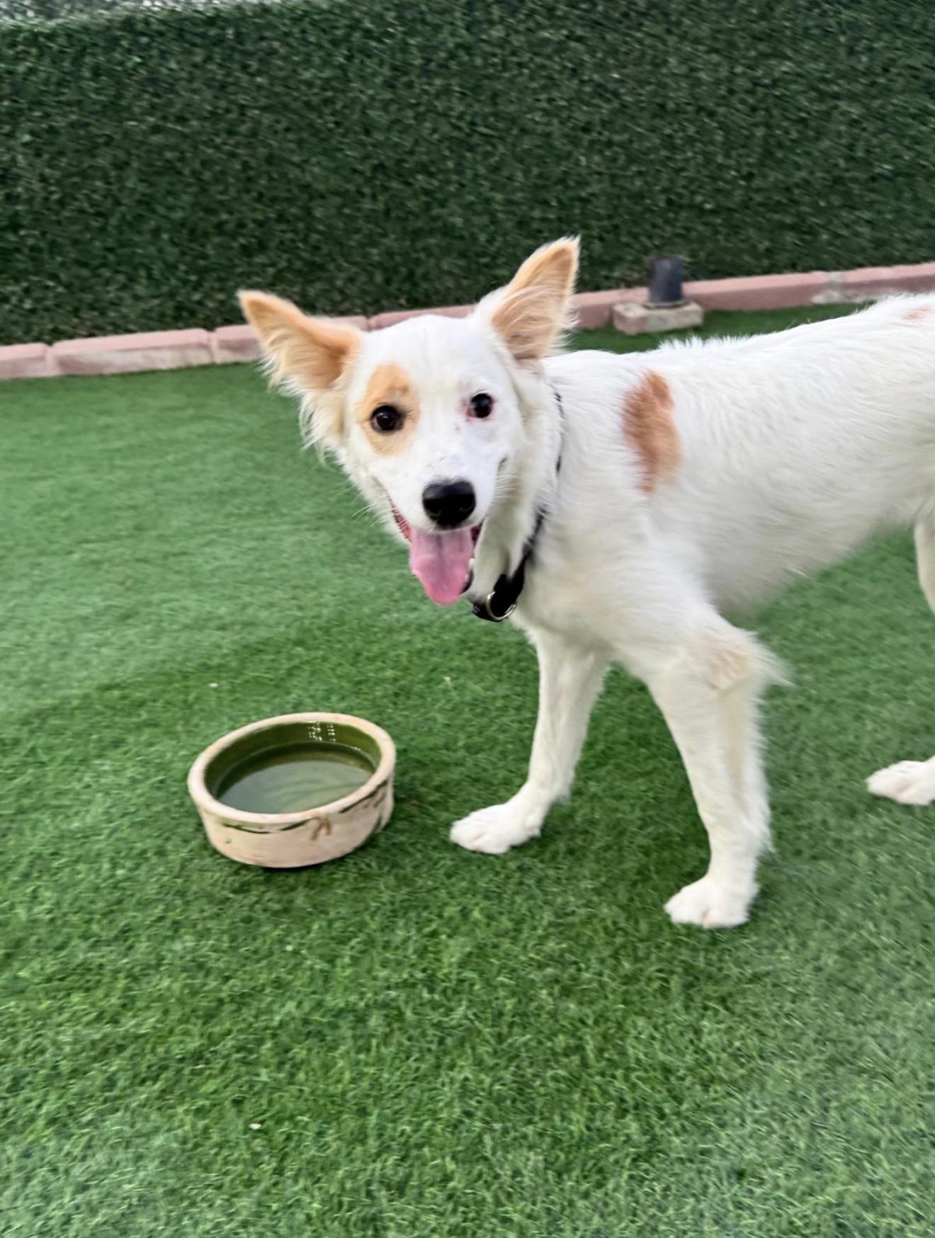 Piccolo - Foster Needed, Adoptable, Young Female Collie.