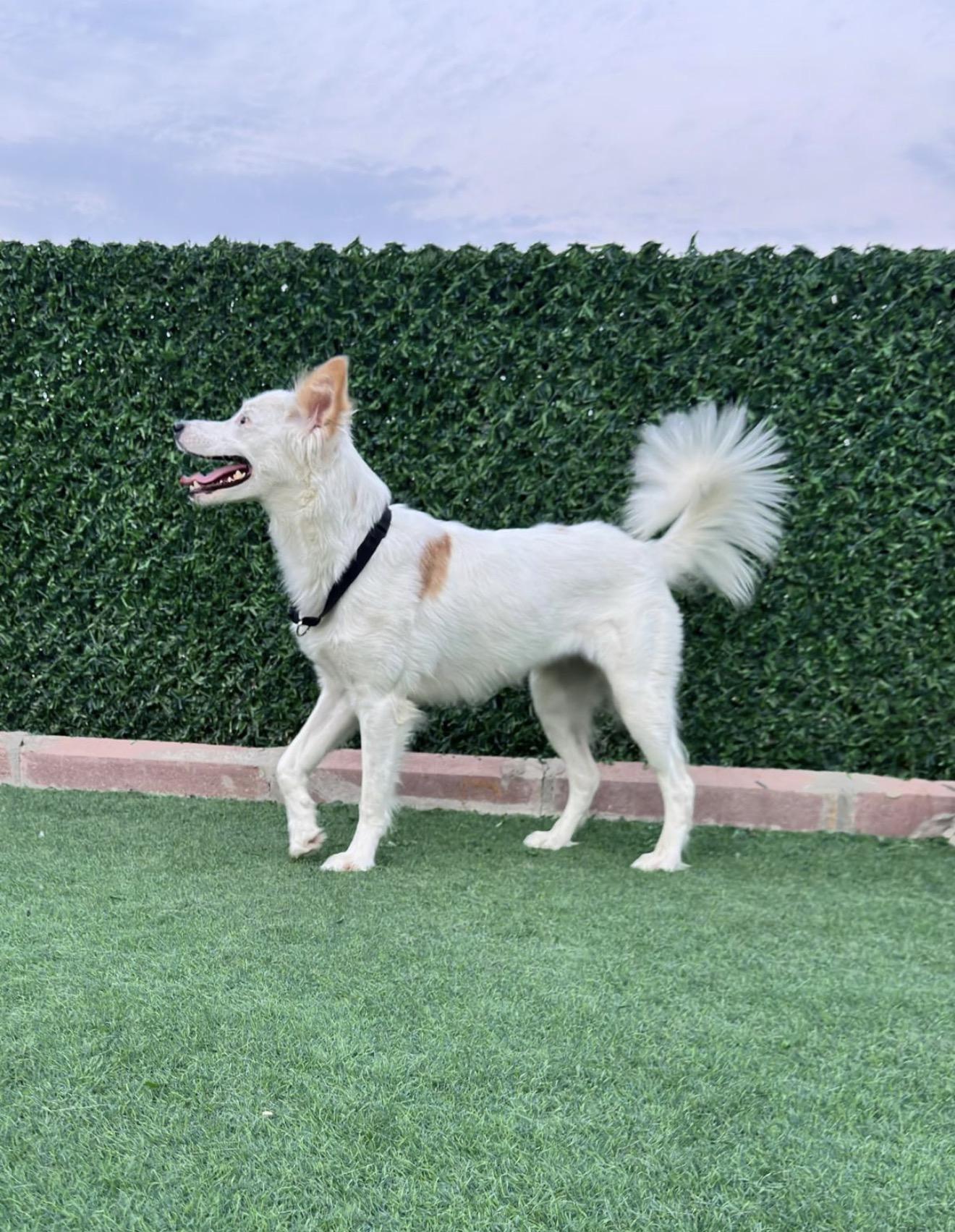 Enlarge Piccolo - Foster Needed, a Adoptable mixed breed in Huntingtown, MD image 6/6